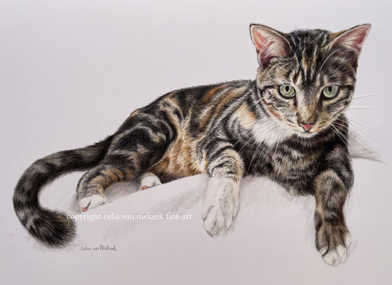 coloured pencil cat portrait drwaing