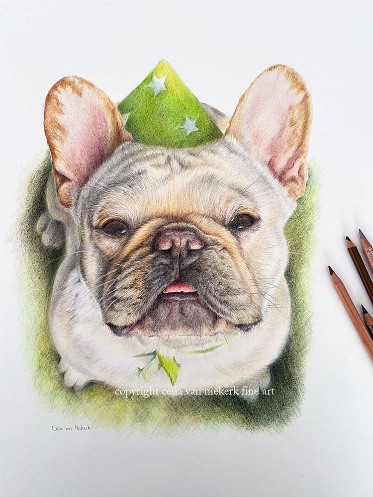 coloured pencil drawing of a french bulldog