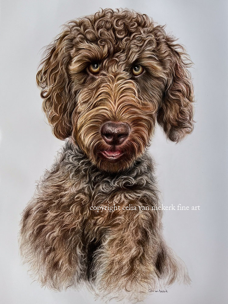 coloured pencil portrait of a poodle