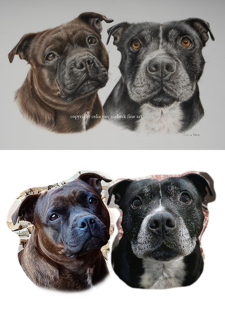 artwork vs reference photo of two staffordshire bull terriers
