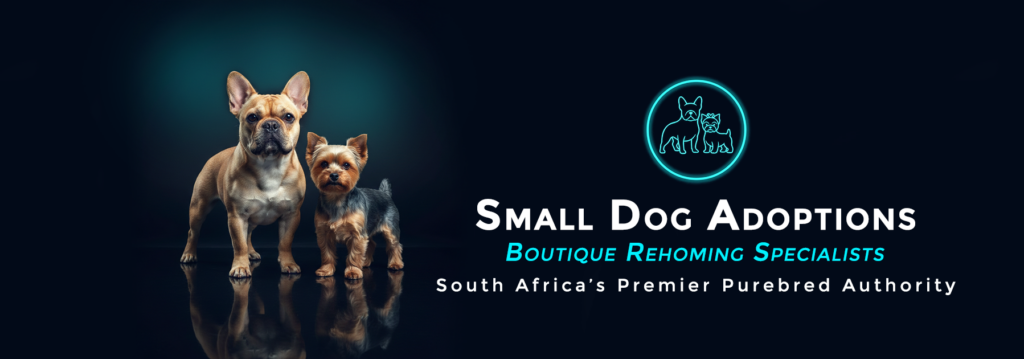 Small Dog Adoptions - Cage-Free Rehoming Service