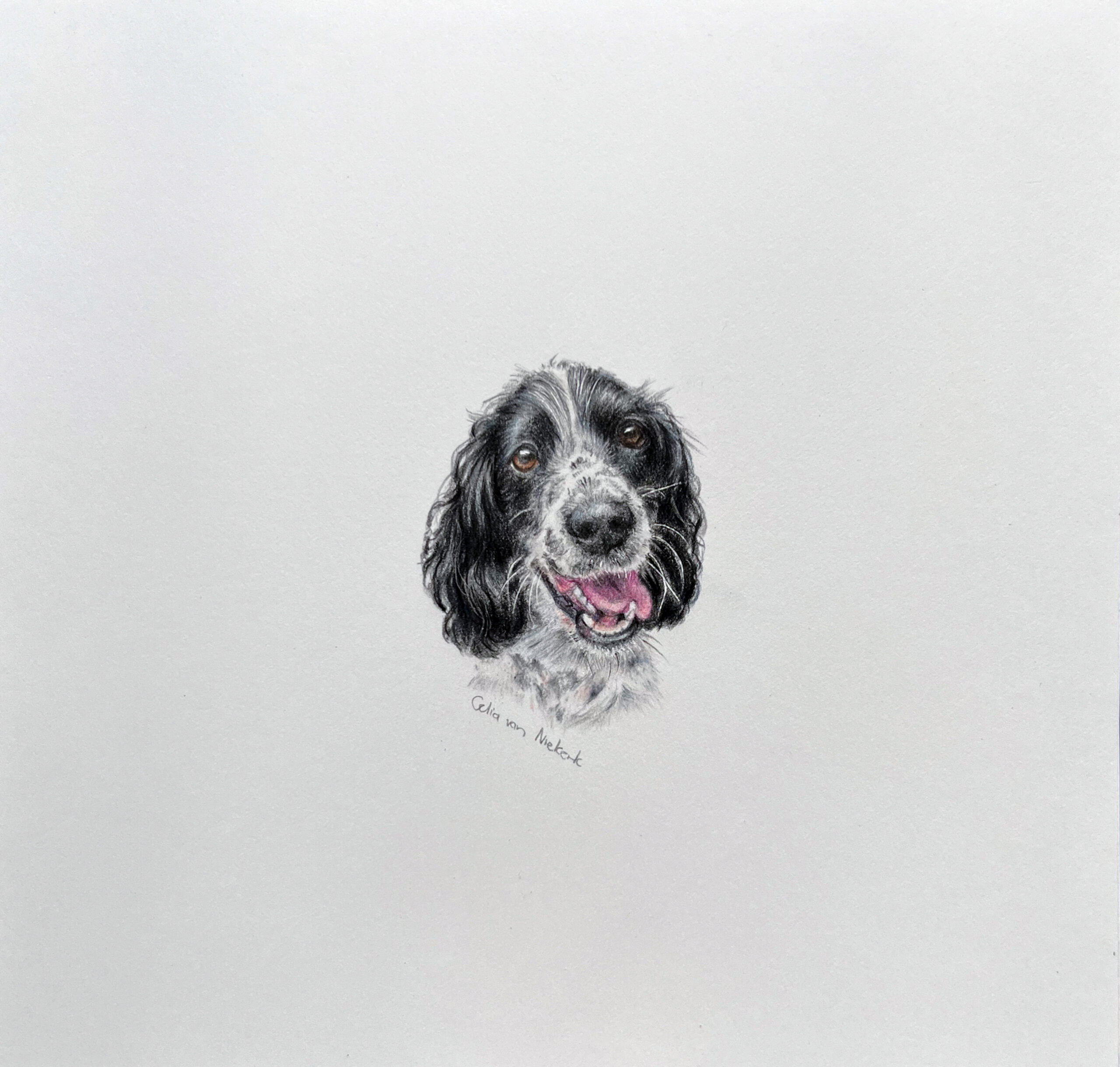 Coloured pencil miniature portrait of a black and white spaniel by Celia van Niekerk