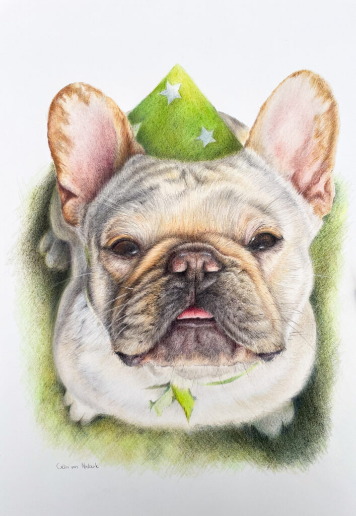Coloured pencil portrait of a French Bulldog by Celia van Niekerk