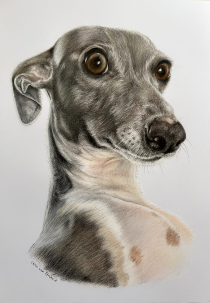 Coloured pencil portrait of an Italian Greyhound by Celia van Niekerk