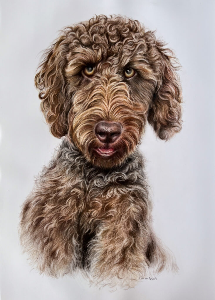 Coloured pencil portrait of a brown Goldendoodle by Celia van Niekerk