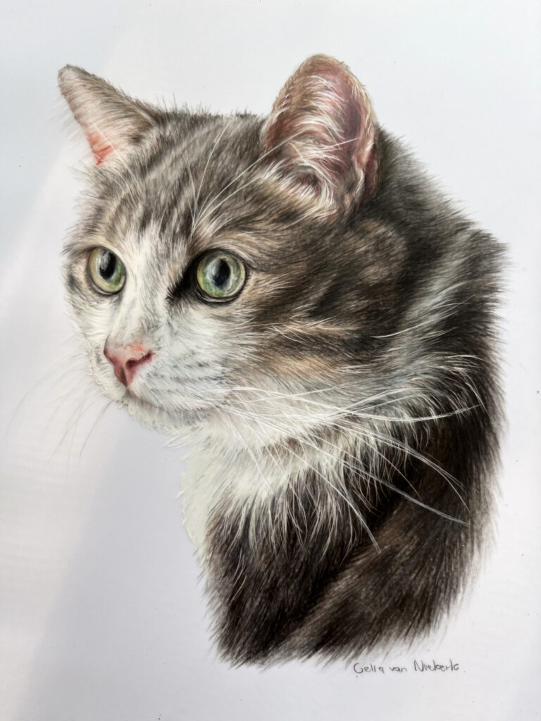 Coloured pencil portrait of a cat by Celia van Niekerk