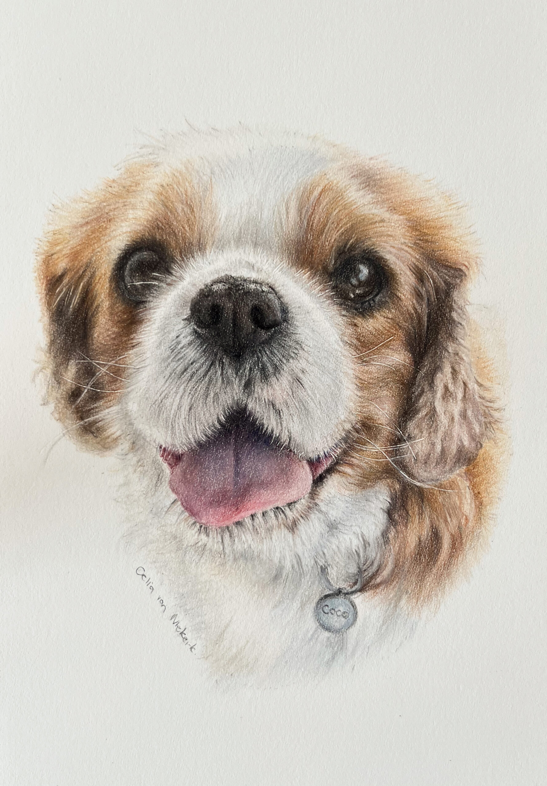 Coloured pencil portrait of a King Charles Spaniel by Celia van Niekerk