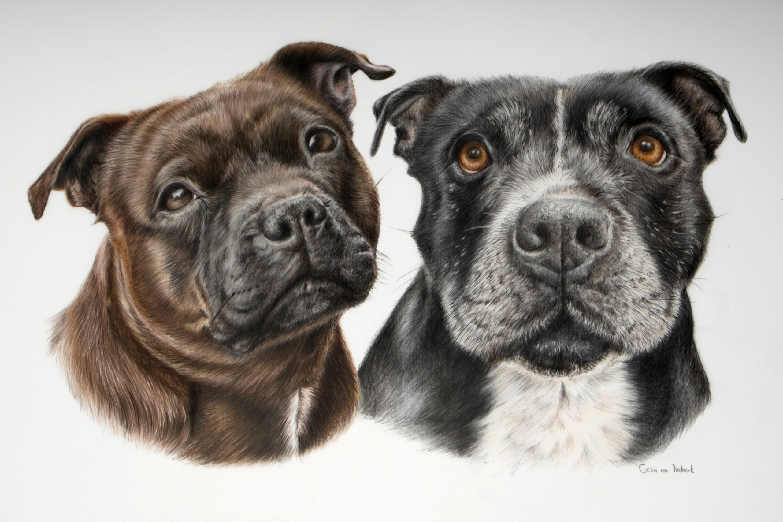 Coloured pencil portrait of a two black and brown Staffordshire Bullterriers by Celia van Niekerk