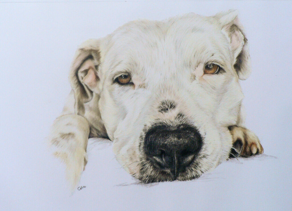 Coloured pencil portrait of a white stafforshire bullterrier by Celia van Niekerk