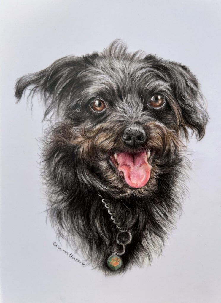 Coloured pencil portrait of a terrier dog by Celia van Niekerk