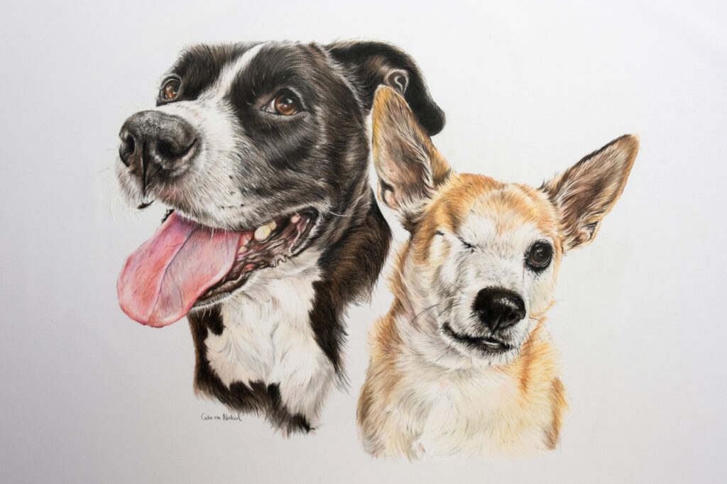Coloured pencil portrait of two dogs by Celia van Niekerk