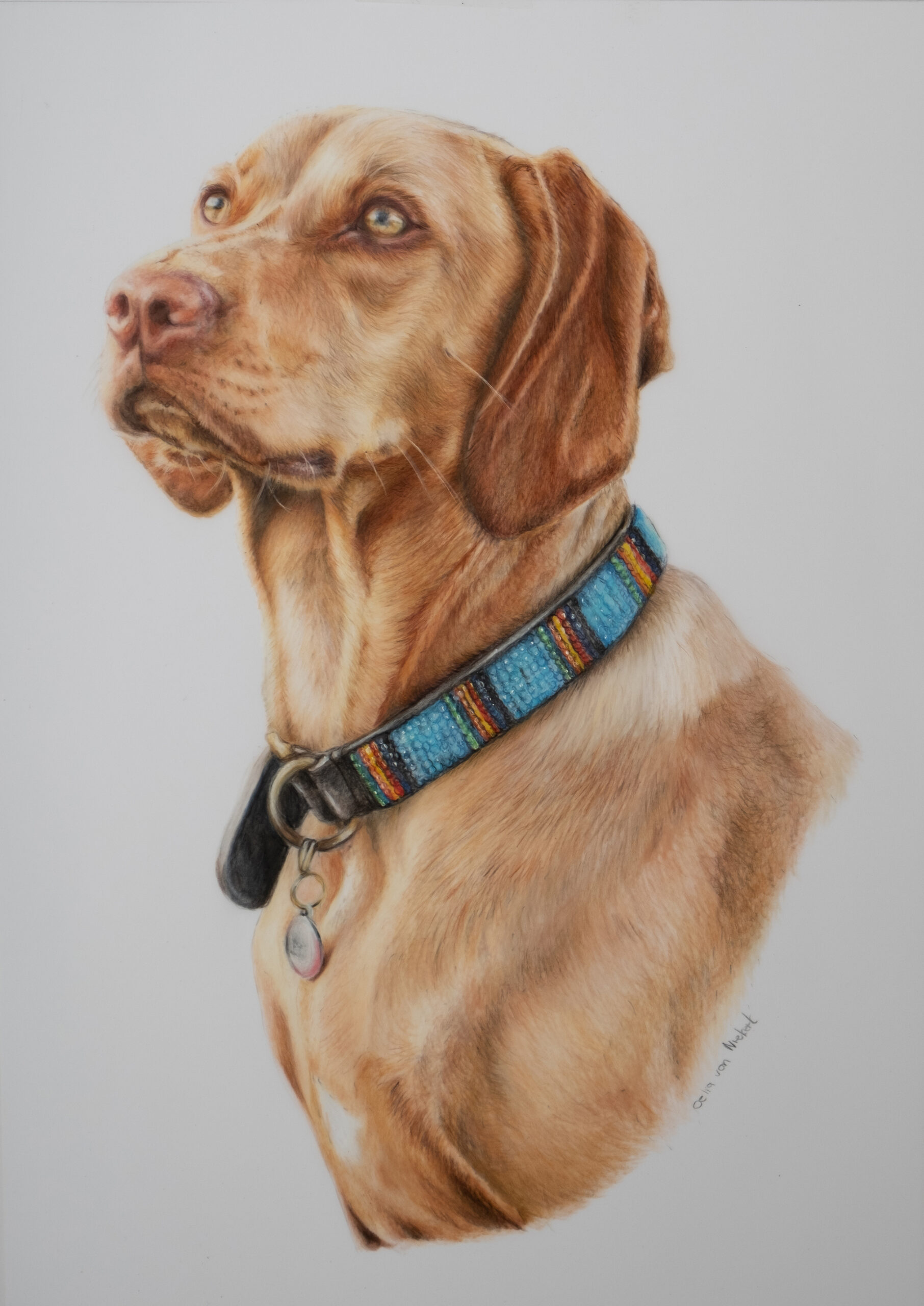 Coloured pencil portrait of a Vishla by Celia van Niekerk
